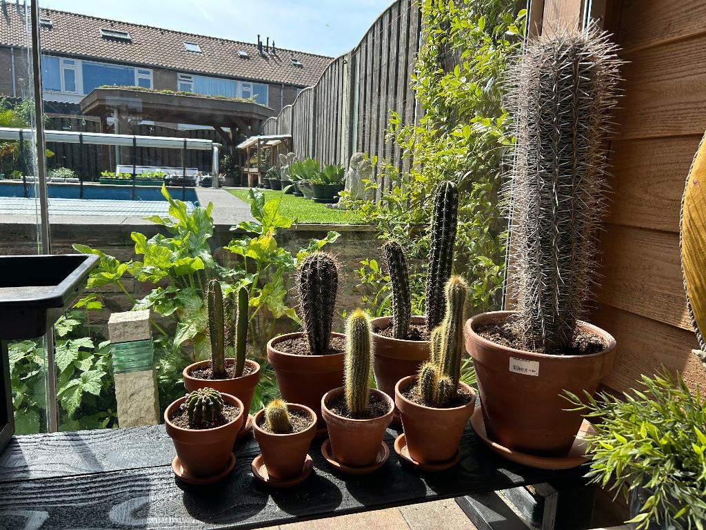 verzameling cactussen, Huis en Inrichting, Kamerplanten, Ophalen, Minder dan 100 cm, Bloeiende kamerplant, Volle zon