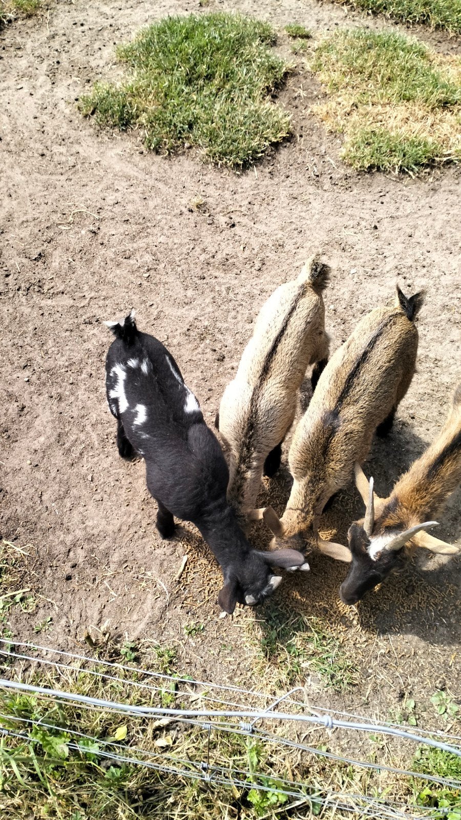 Leuke lammetjes, Dieren en Toebehoren, Meerdere dieren, Geit, 0 tot 2 jaar