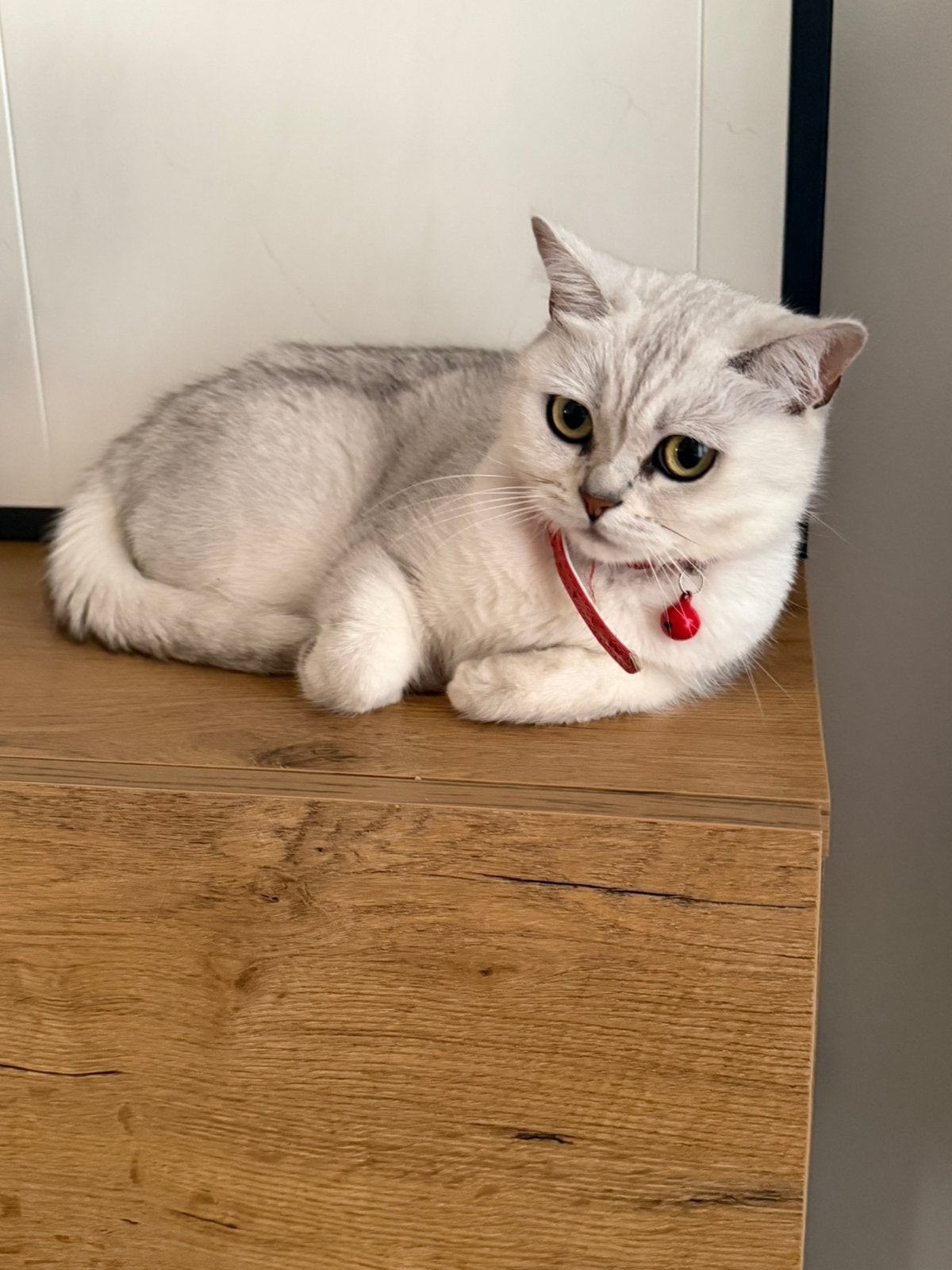 Britse korthaar Pamuk, Dieren en Toebehoren, Poes, Ontwormd