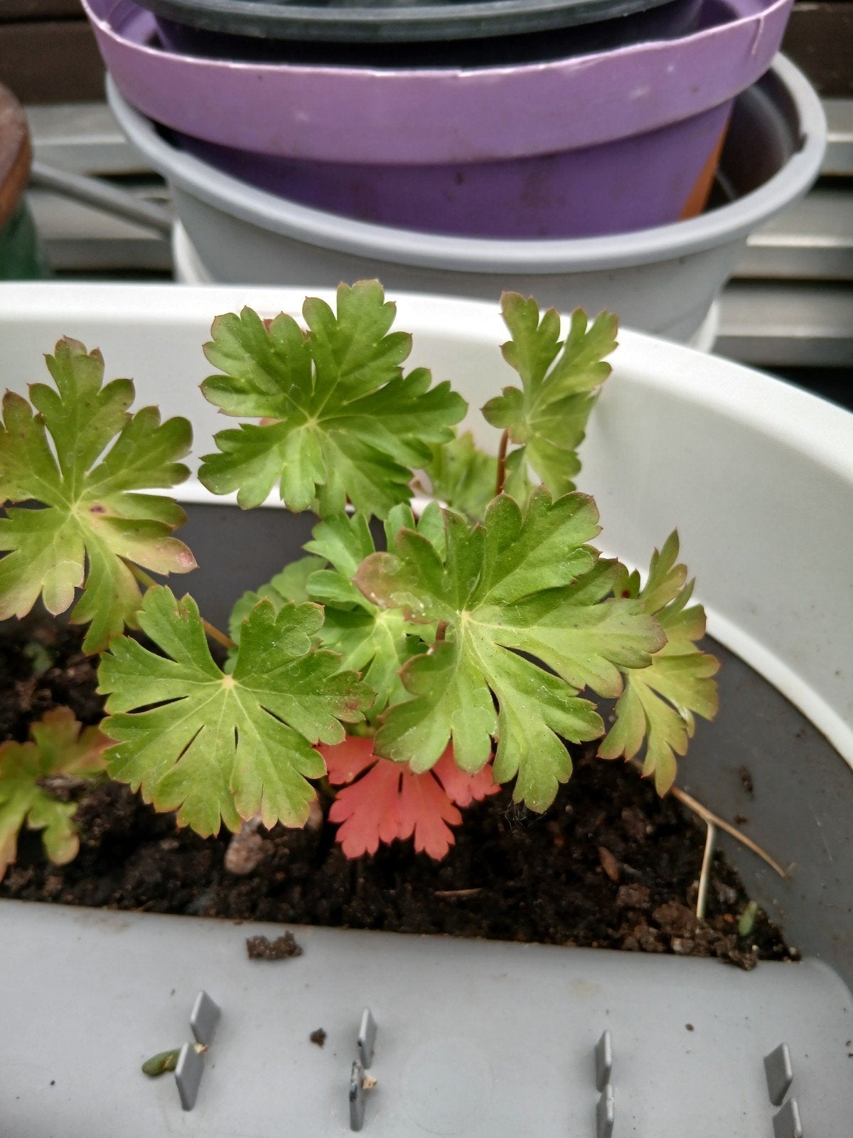 Tuin garanium ooievaarbek, Ophalen of Verzenden, Overige soorten, Volle zon