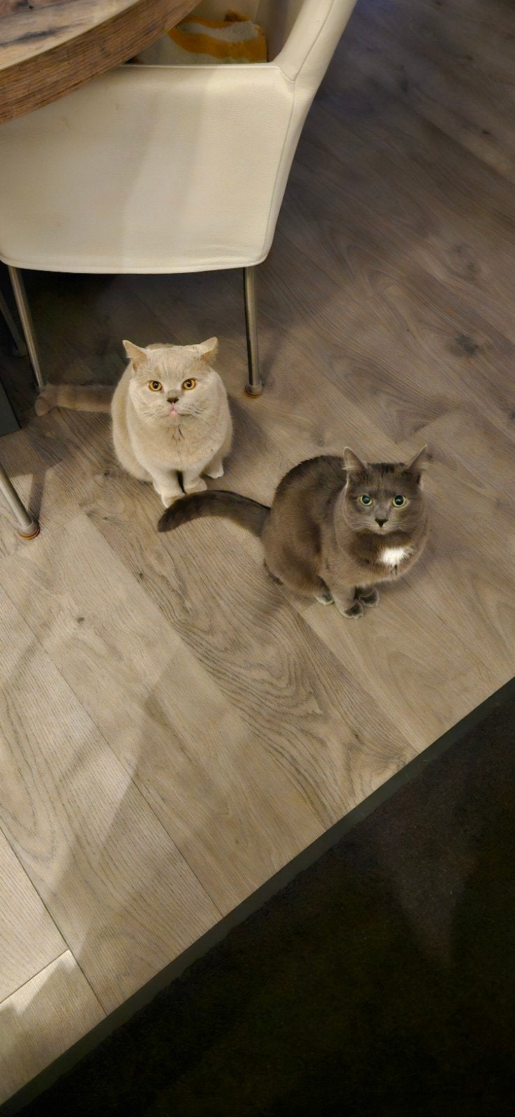 katers Amil en Bulut, Kater, Gechipt, 3 tot 5 jaar