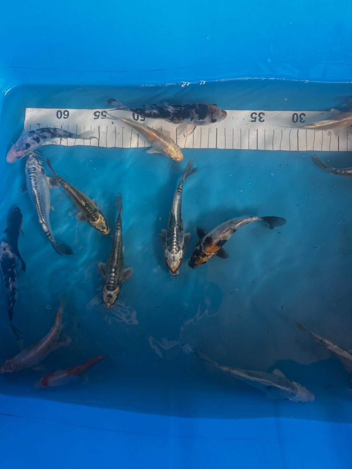 Baby koi 5/15 cm, Dieren en Toebehoren, Vissen | Vijvervissen, Karper of Koi