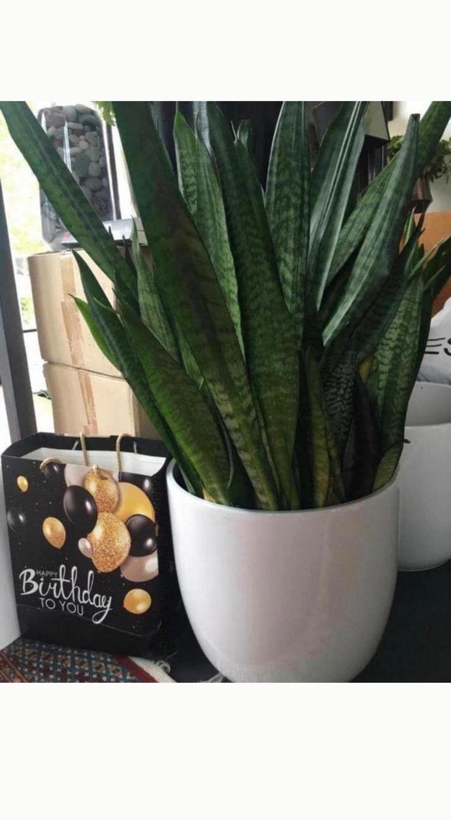 Grote en kleine bio Sansevieria kamerplanten in de potten, Overige soorten, In pot, Minder dan 100 cm, Bloeiende kamerplant