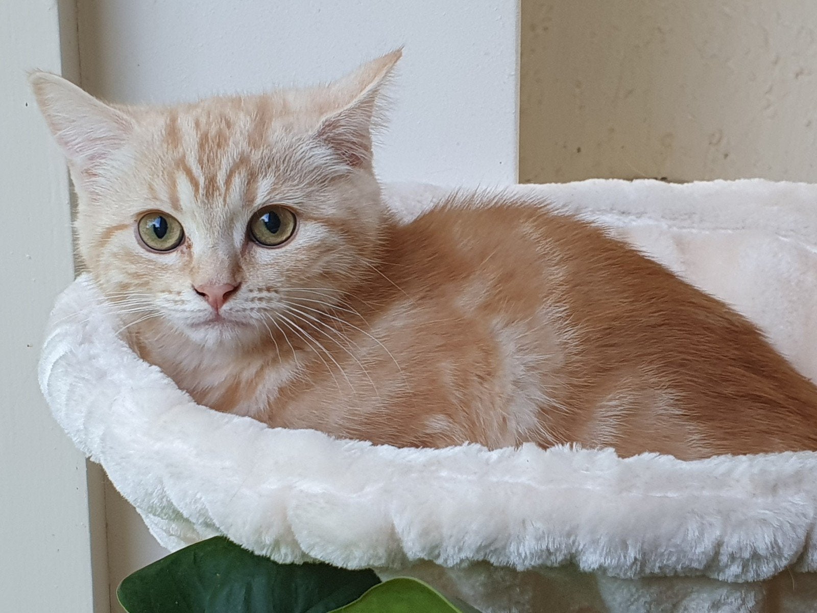 mooie Brits korthaar kittens kunnen gelijk mee, Kater, Gechipt, 0 tot 2 jaar