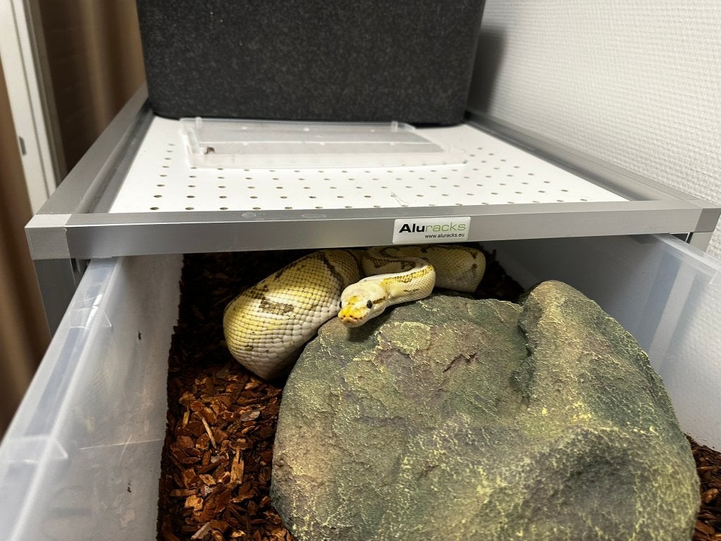 Ball Python/ Regius python0.1 LEMONBLAST DESERT GHOST (DG), Slang, Tam, 0 tot 2 jaar