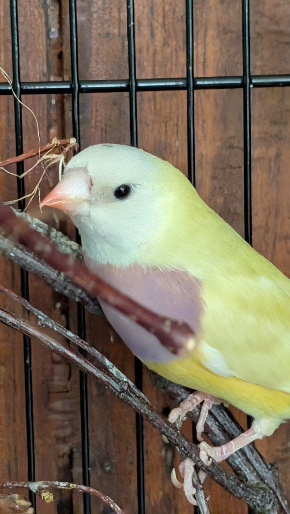 Gould Amadine pop, Dieren en Toebehoren, Vrouwelijk, Tropenvogel