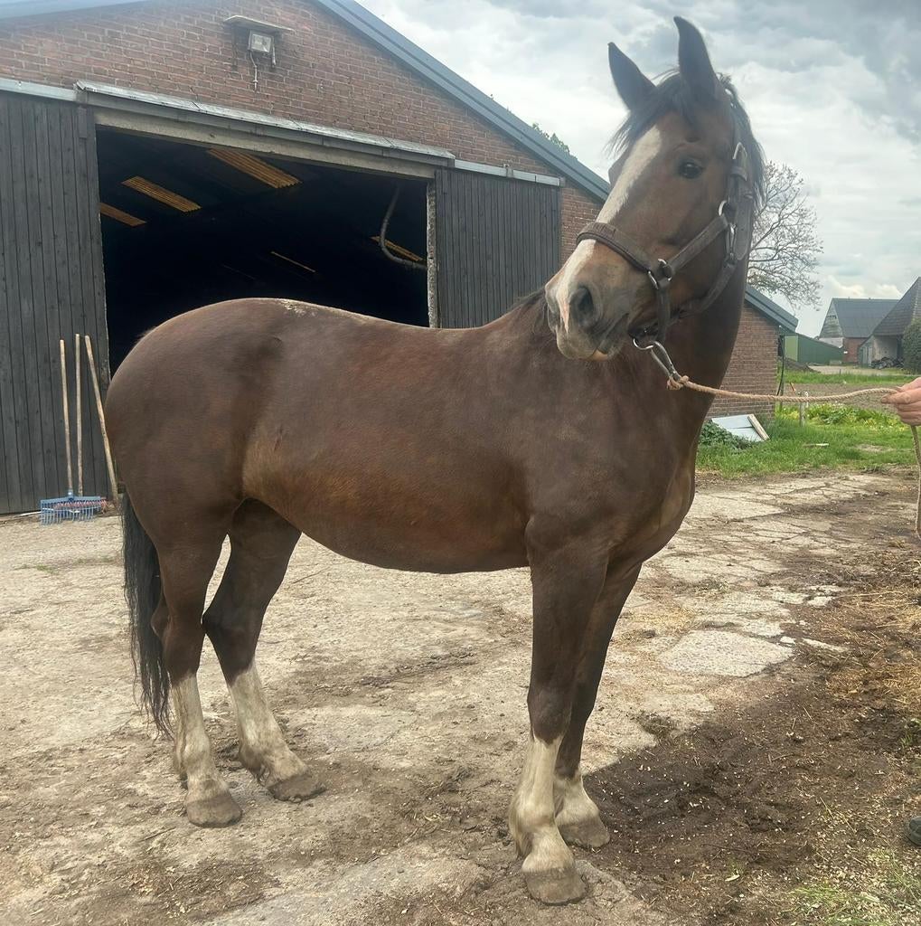 Merrie te koop, Dieren en Toebehoren, Paarden, Merrie