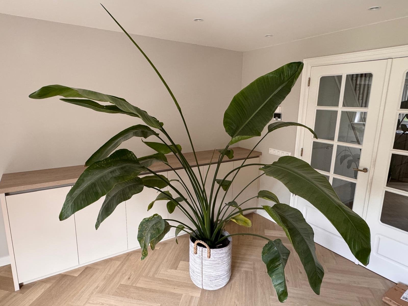 Grote Strelitzia Nicolai - Paradijsvogelplant, Huis en Inrichting, Ophalen, 200 cm of meer, Overige soorten, Halfschaduw