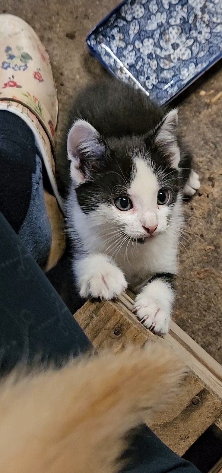 kittens, Dieren en Toebehoren