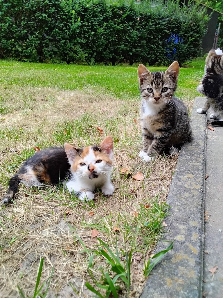 Kittens, Meerdere dieren