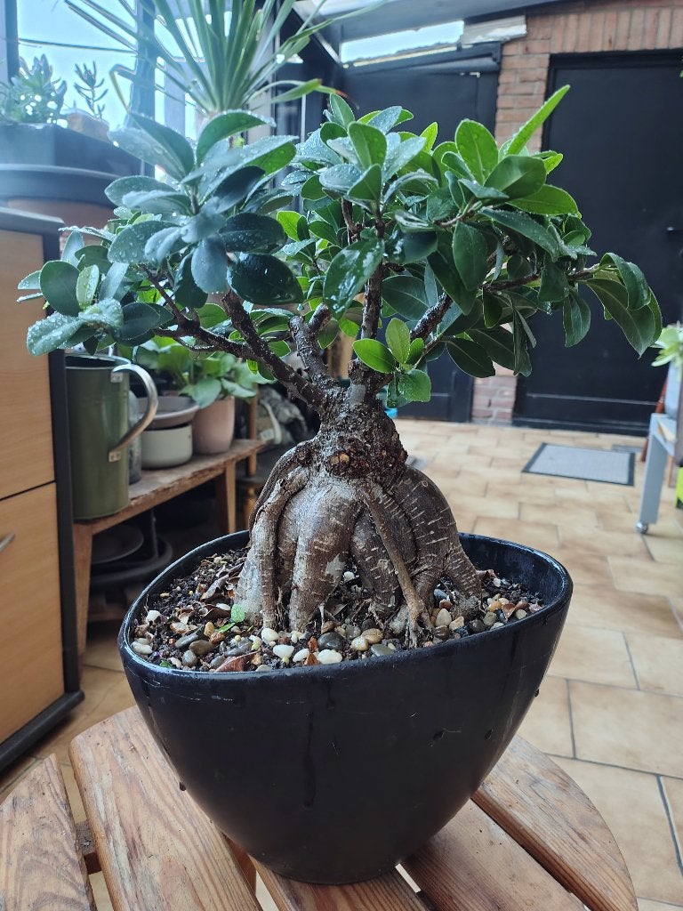 Ficus microcarpa 'Ginseng, Huis en Inrichting, Ophalen, Ficus, Halfschaduw, Minder dan 100 cm