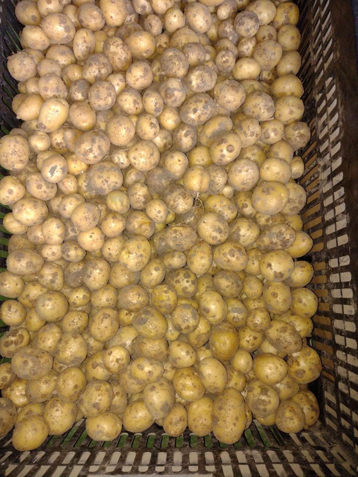 Dore kriel aardappelen., Ophalen