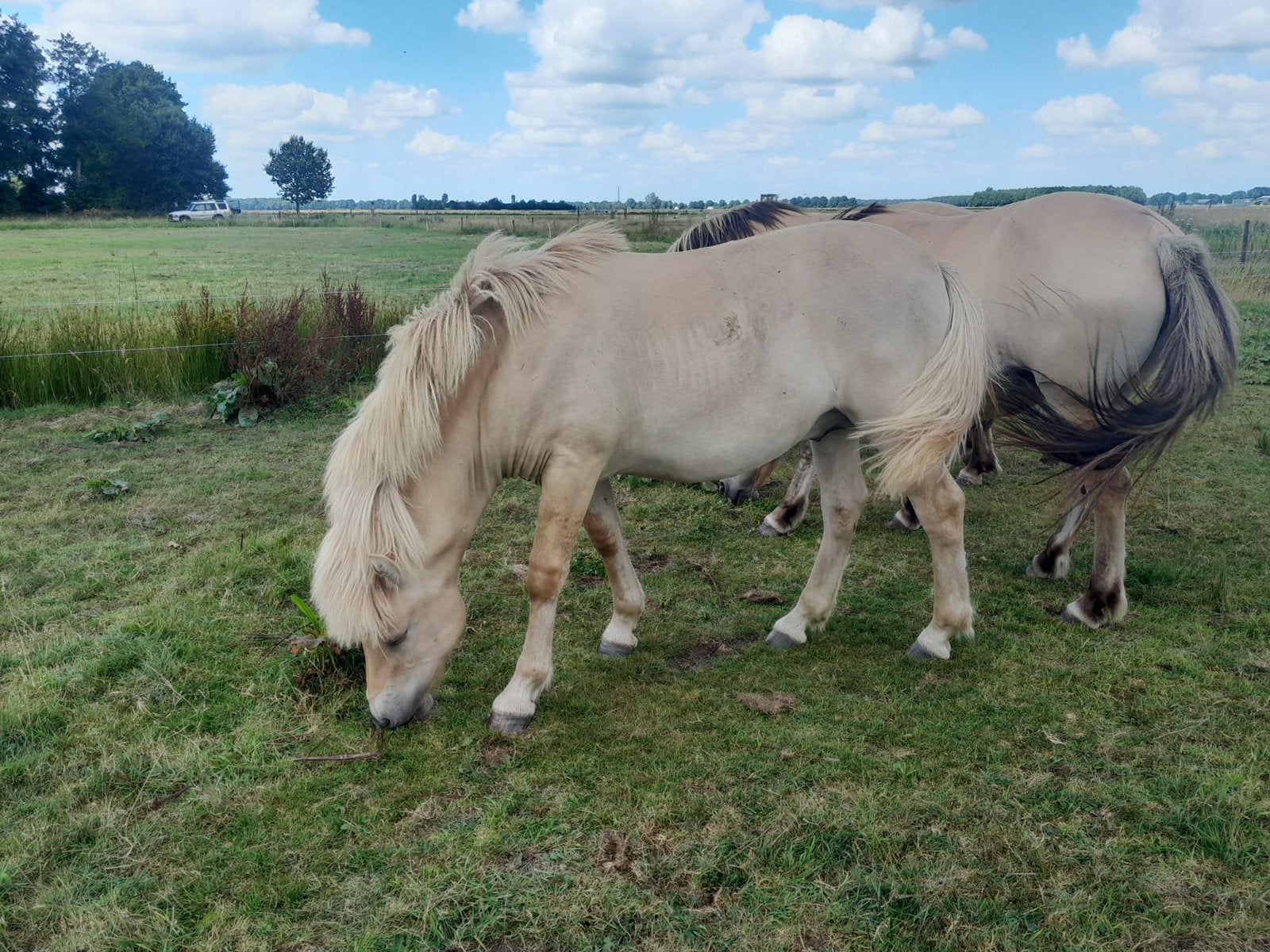 Leuke Fjord en rij Pony, Dieren en Toebehoren, Pony's, Merrie, Met stamboom, Niet van toepassing, 0 tot 2 jaar