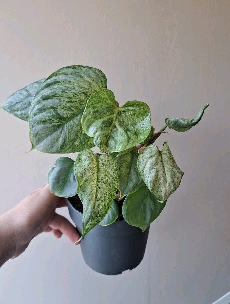 Philodendron Sodiroi Variegata, Huis en Inrichting, Kamerplanten, Ophalen of Verzenden, Halfschaduw, Minder dan 100 cm