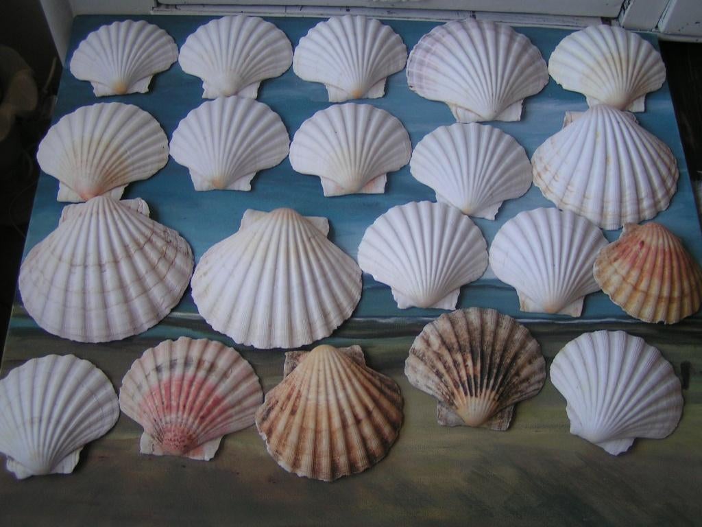 20 sint jacobs schelpennr VV 1339, Verzamelen, Mineralen en Fossielen, Verzenden, Schelp(en)