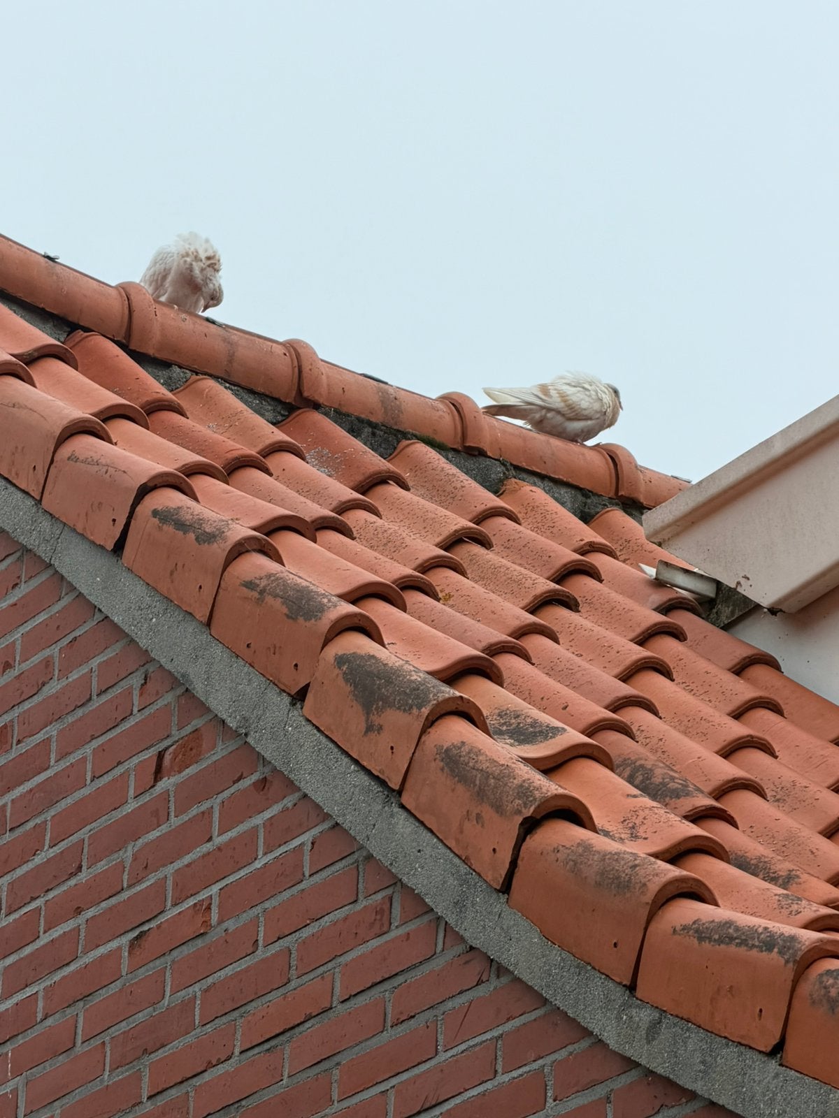 Verschillende soorten duiven 10 st, Overige soorten