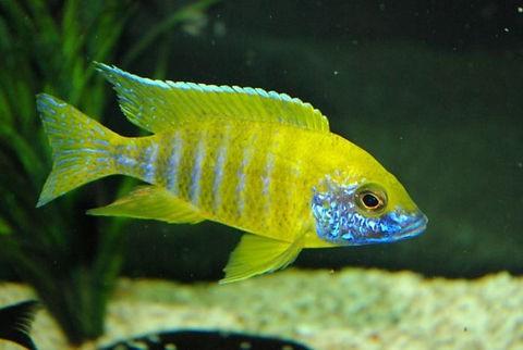 Aulonocara beanschi benga, Vis, Zoetwatervis