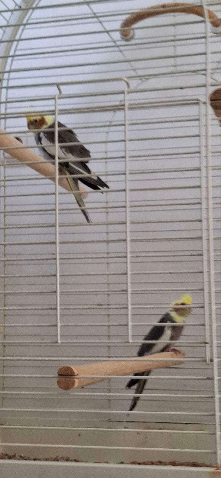 2 Jonge Valkparkieten., Dieren en Toebehoren, Meerdere dieren, Parkiet