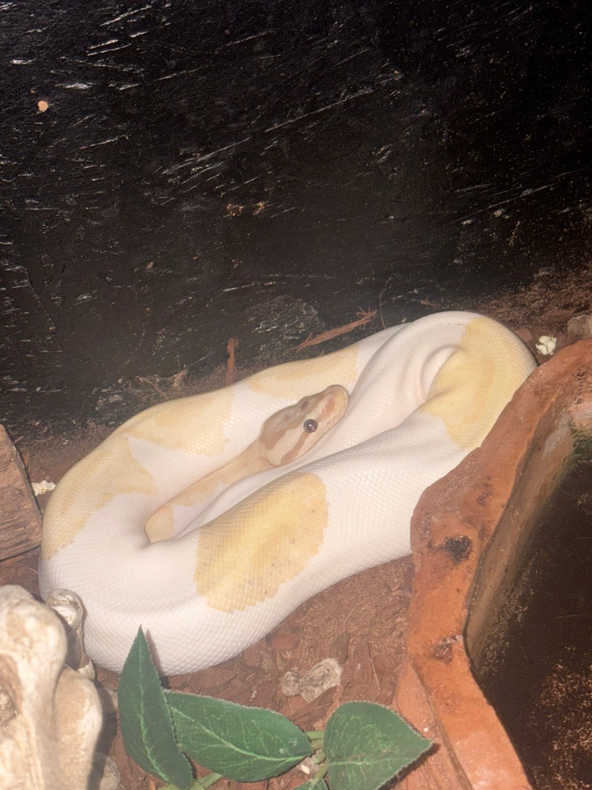 koningspython+terrarium en inhoud Ball Python - unknown for sale from jenniferDB