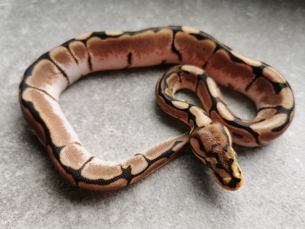 1.0 Spider (pos. het Piebald) Koningspython Ball Python photo 4