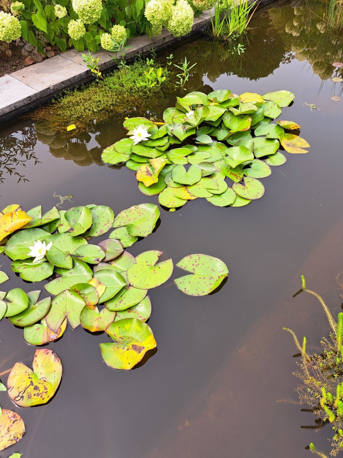 Waterlelie (Nymphaea) -kleur wit, Ophalen, Gebruikt