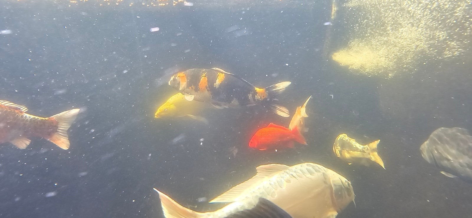 koi vis 44 cm, Karper of Koi