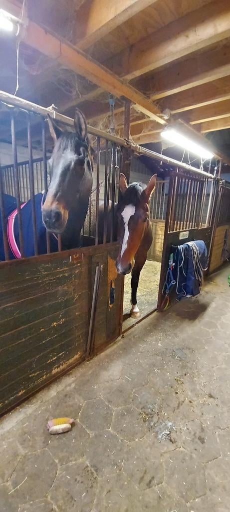 Paarden boxen, Dieren en Toebehoren