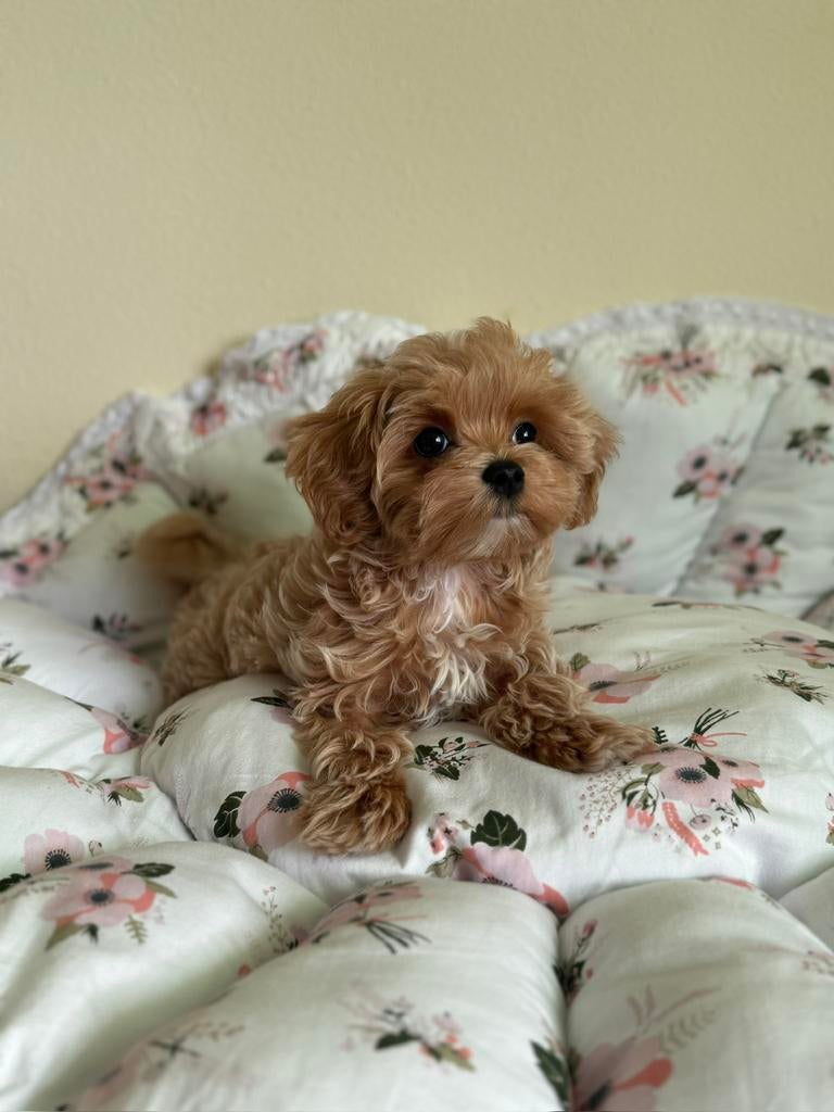 Exclusieve Maltipoo F1 pup (Maltezer/Asian Toy Poedel), Dieren en Toebehoren, Honden | Chihuahua's en Gezelschapshonden, Particulier