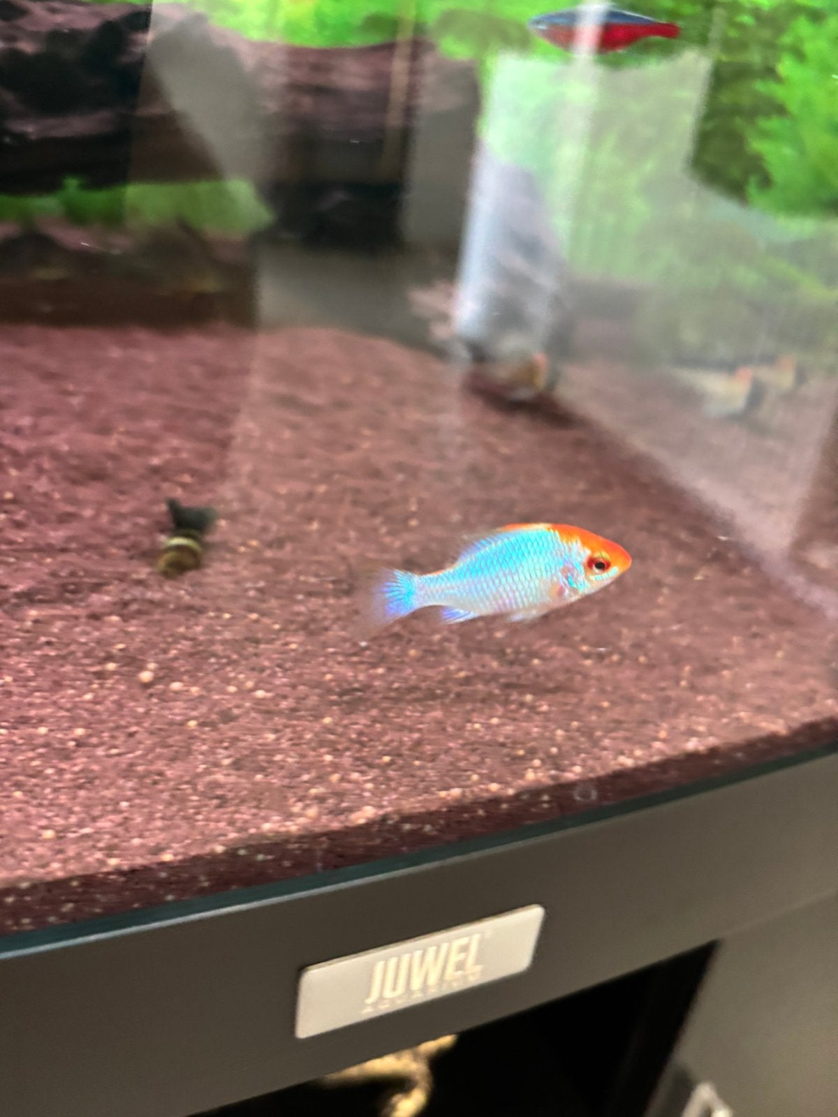 Mikrogeophagus ramirezi 'Electric Blue', Vis