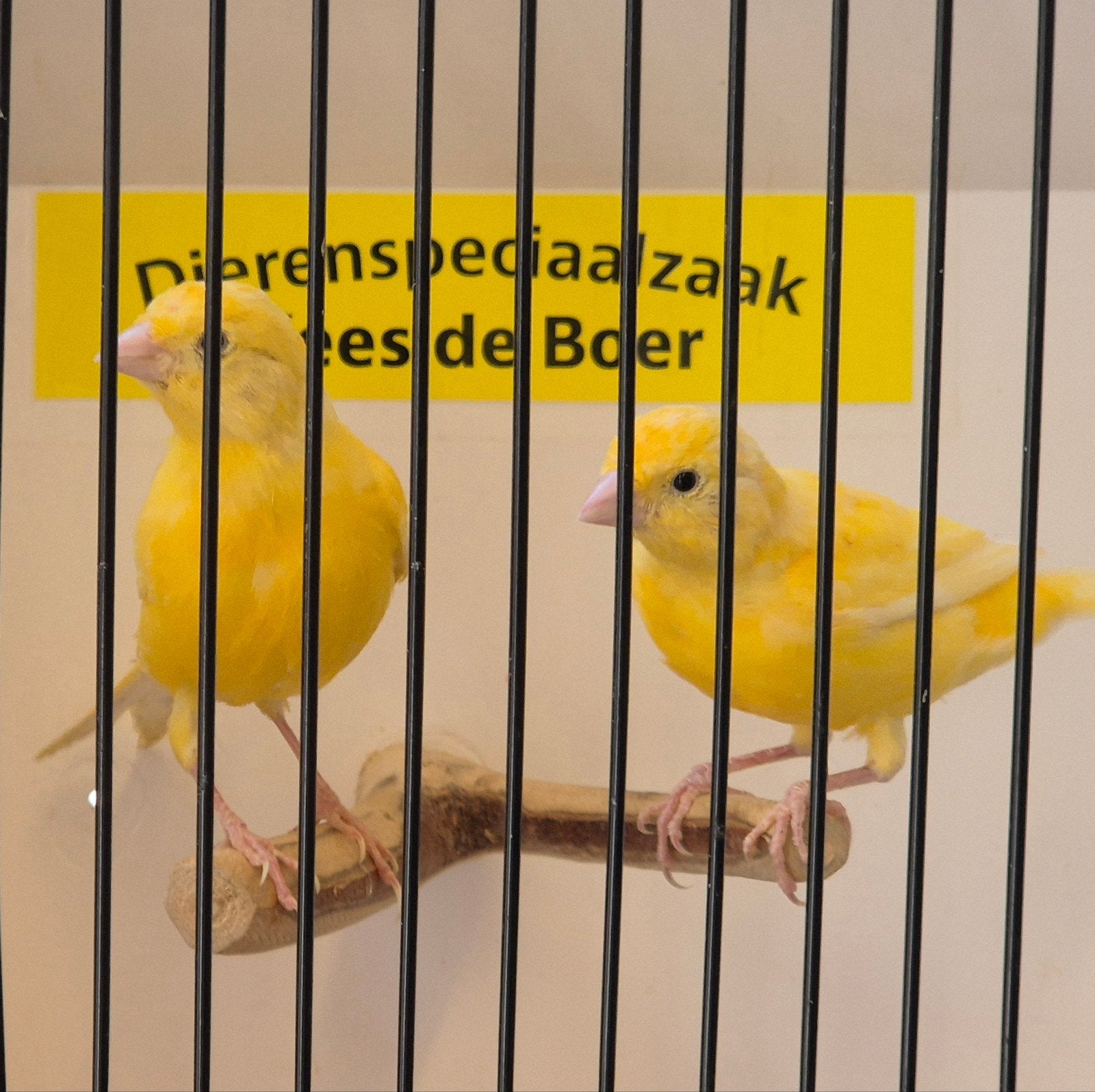 gele kanaries, Meerdere dieren, Kleurkanarie