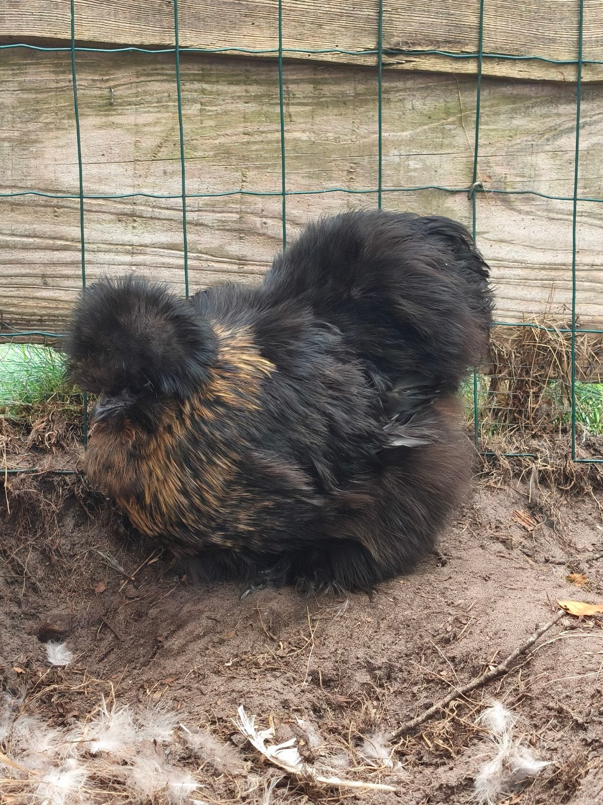 USA zijdehoen hennetjes., Dieren en Toebehoren, Pluimvee, Geslacht onbekend, Kip
