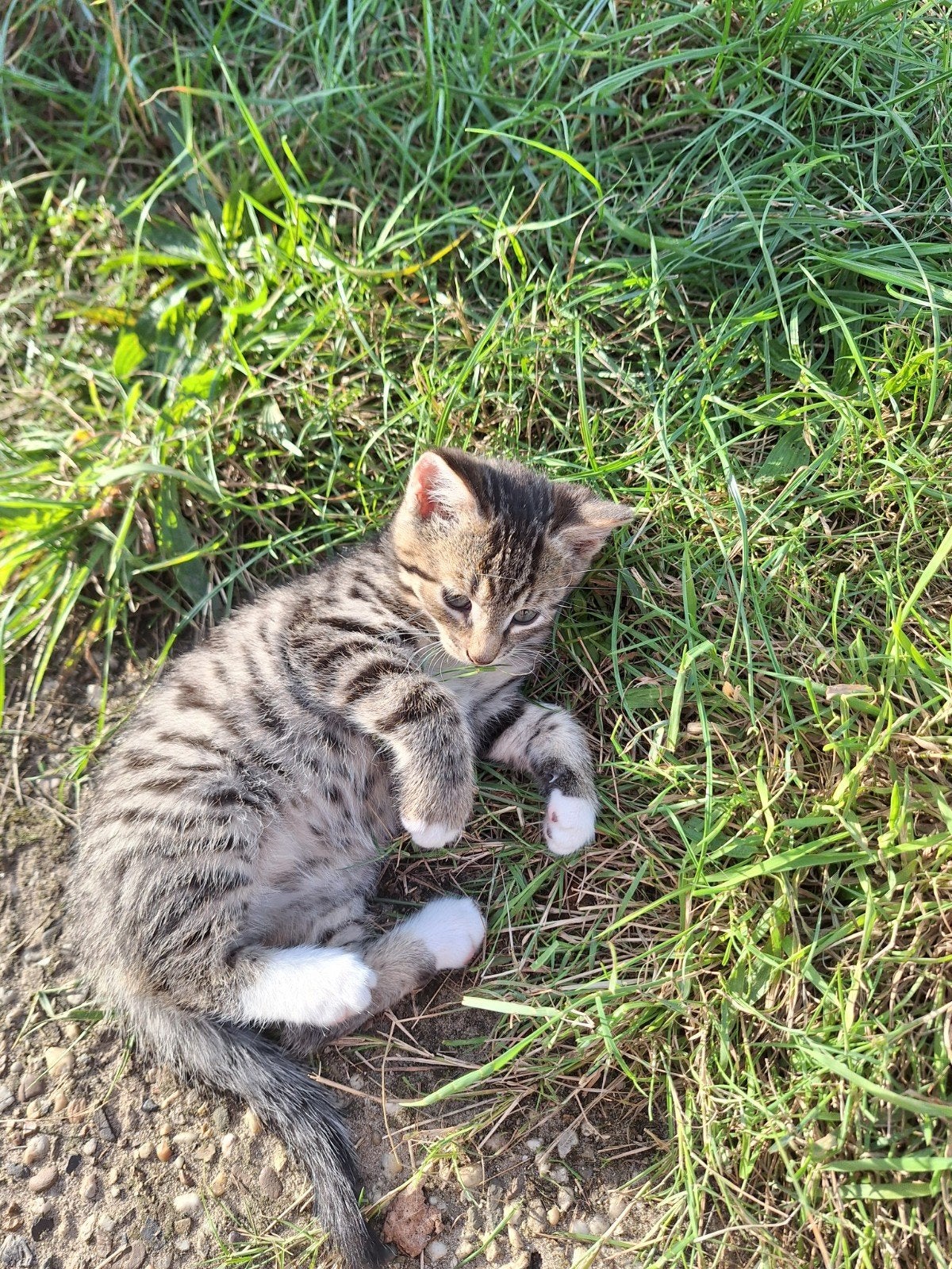 lieve tamme boerderij kittens te koop, Meerdere dieren, Kortharig, 0 tot 2 jaar