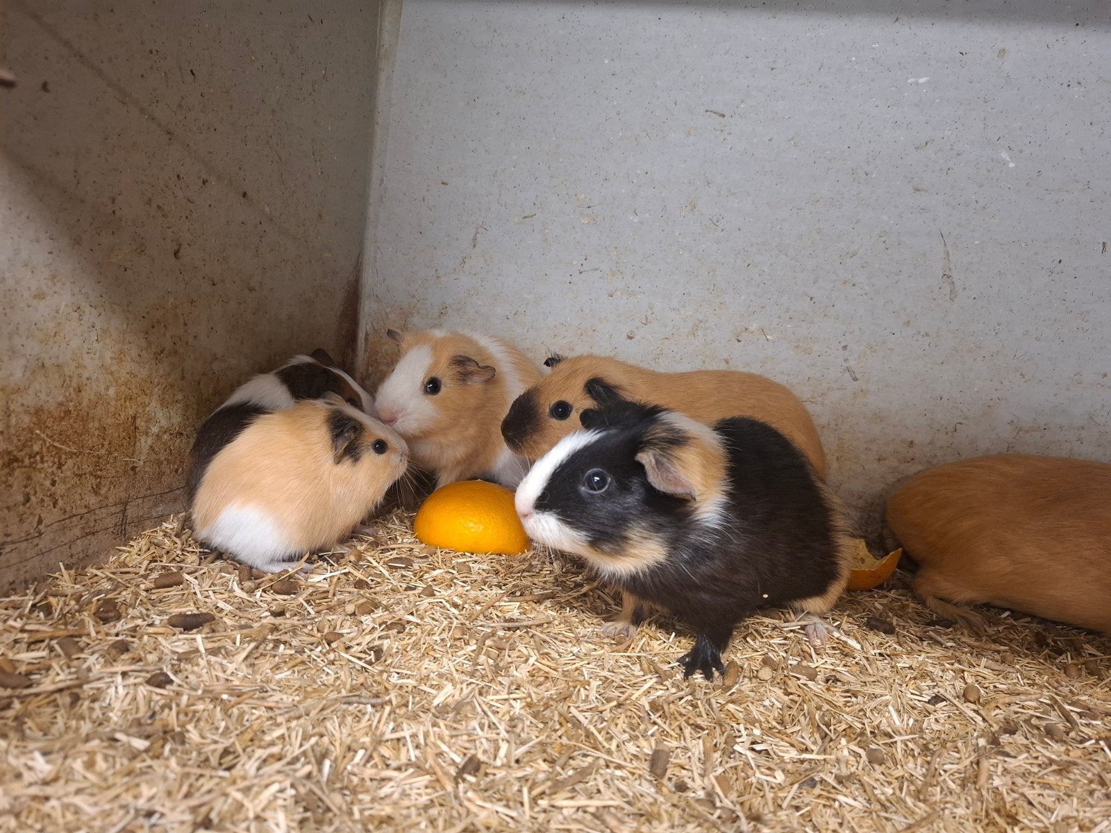 mooie tamme cavia's, Cavia, April, Meerdere dieren, Tam