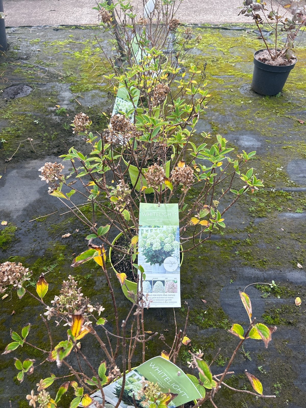 Hortensia Paniculata 'Whitelight' in 7,5 liter pot, Tuin en Terras, Volle zon, Vaste plant, Zomer, Ophalen