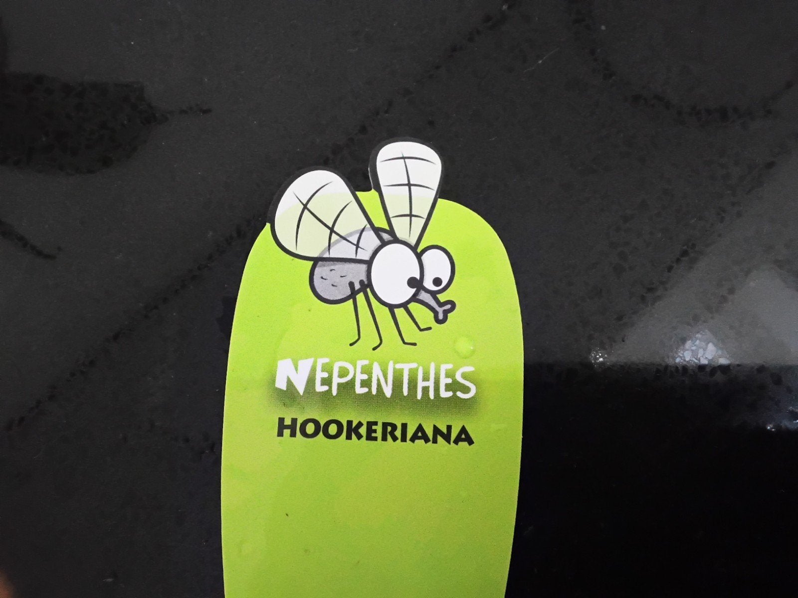 Nepenthes Hookeriana - Vleesetende Bekerplant, Groene kamerplant, Ophalen of Verzenden, Halfschaduw, Minder dan 100 cm