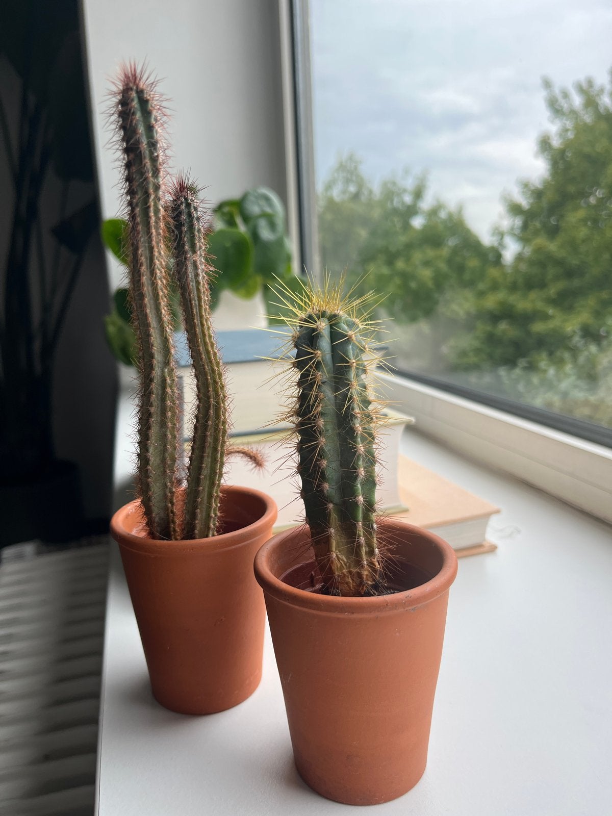 Twee cactussen in terracotta potten, Ophalen, Minder dan 100 cm, In pot, Cactus