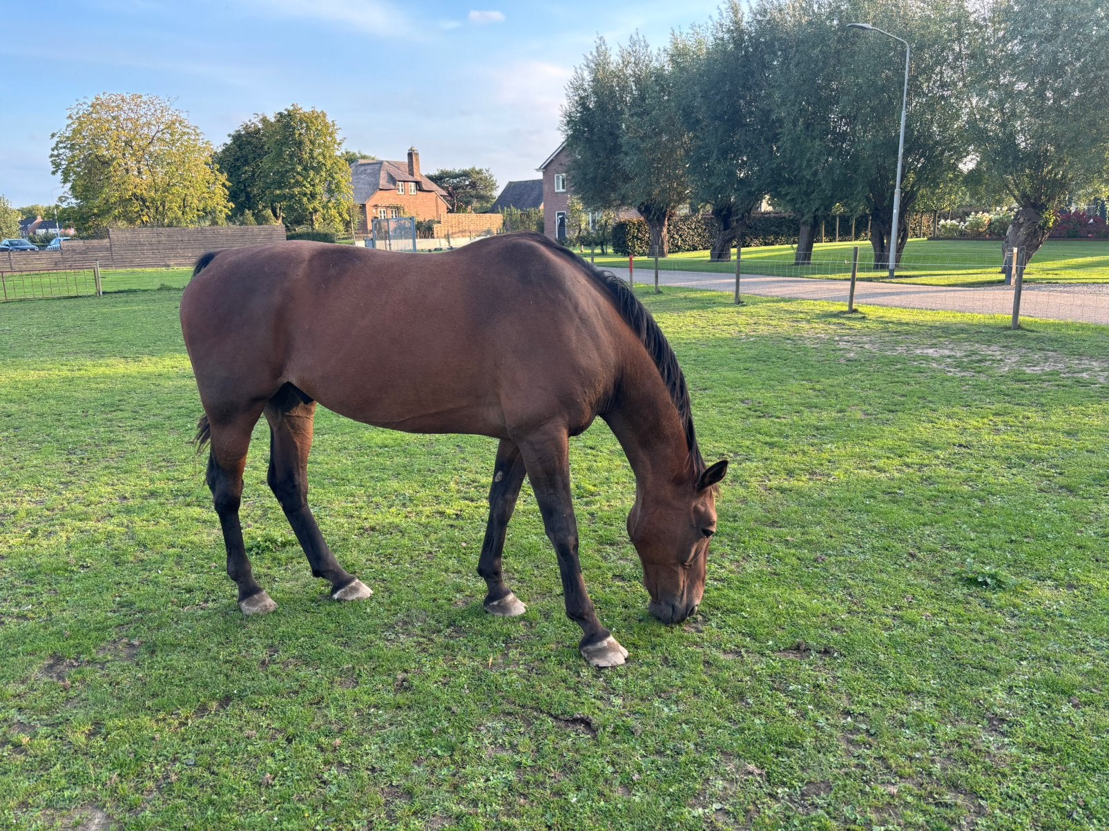 Mooi recreatie paard ( met nieuw zadel) en pony te koop, Met stamboom, Ruin, Zadelmak, 11 jaar of ouder
