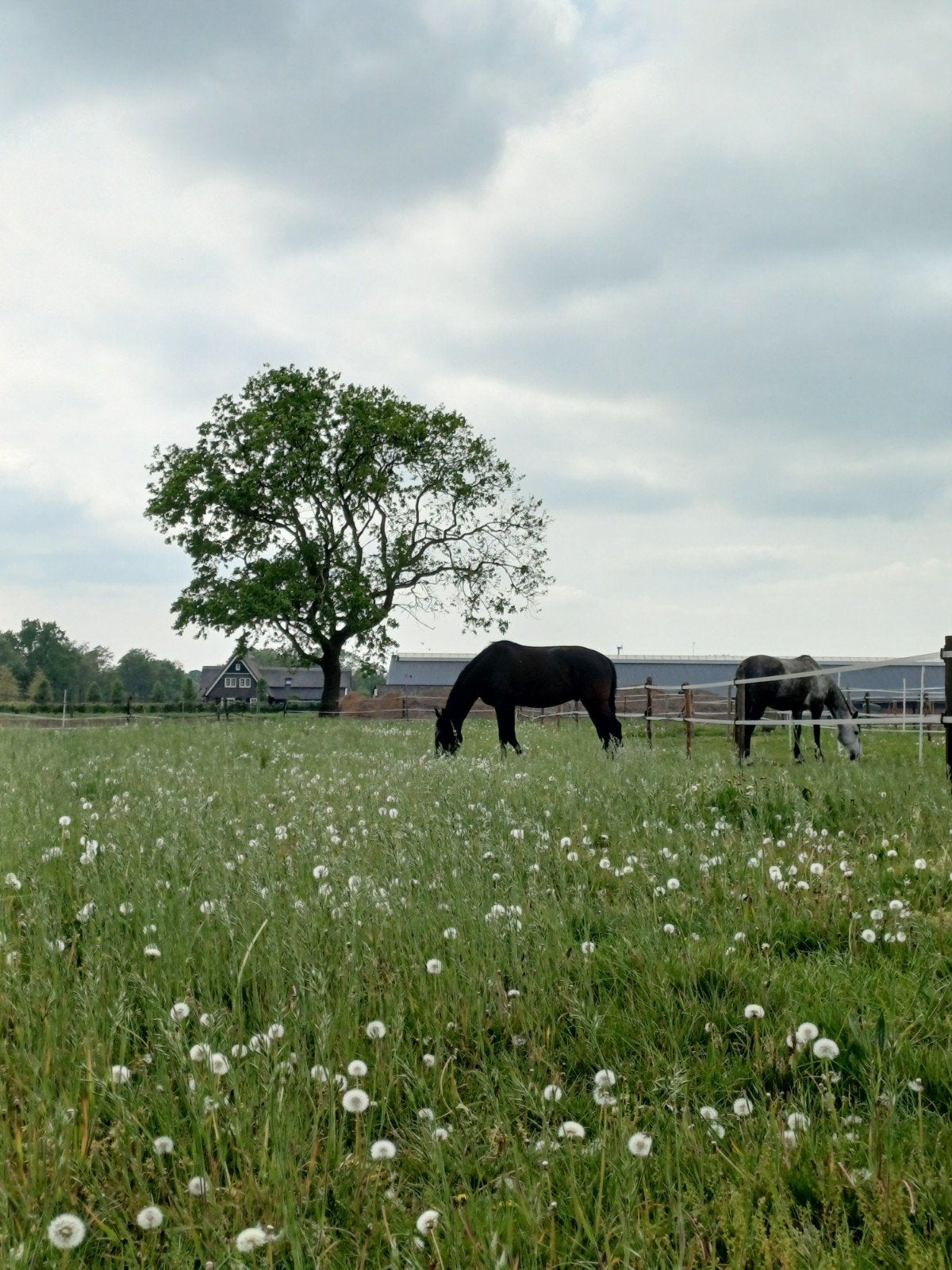 Kale paardenbox op gezellige doe-het-zelf