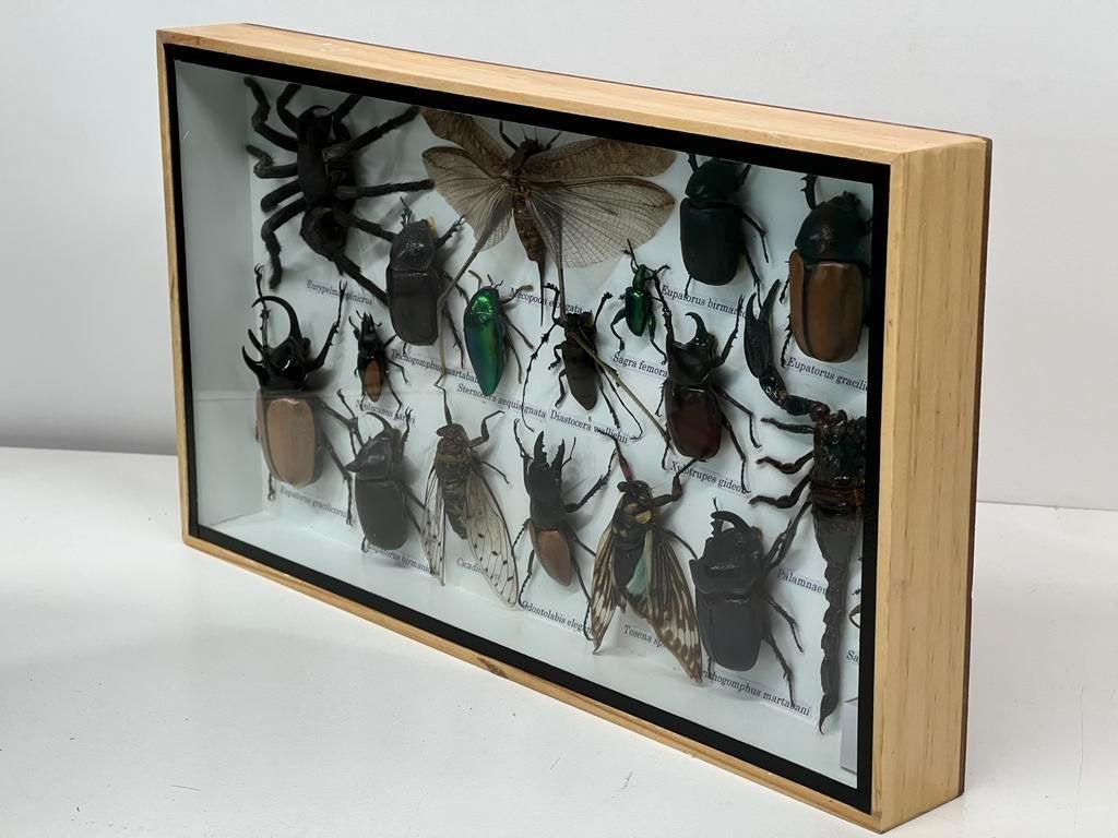 Echte opgezette insecten in lijst 36 x 20 x 3.5 cm, Verzamelen, Dierenverzamelingen, Ophalen of Verzenden, Insect, Opgezet dier