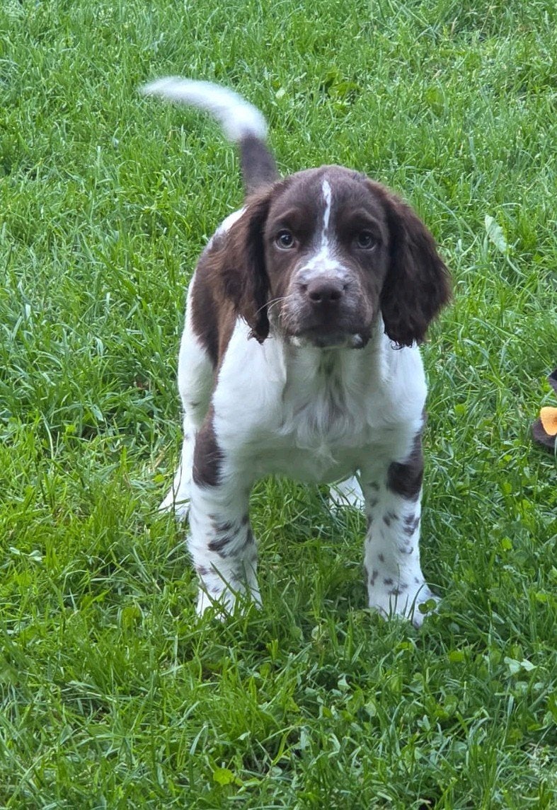 💗 prachtig mooie engelse springer spaniel pup teefje 💗, Parvo, 8 tot 15 weken, Teef, Eén hond