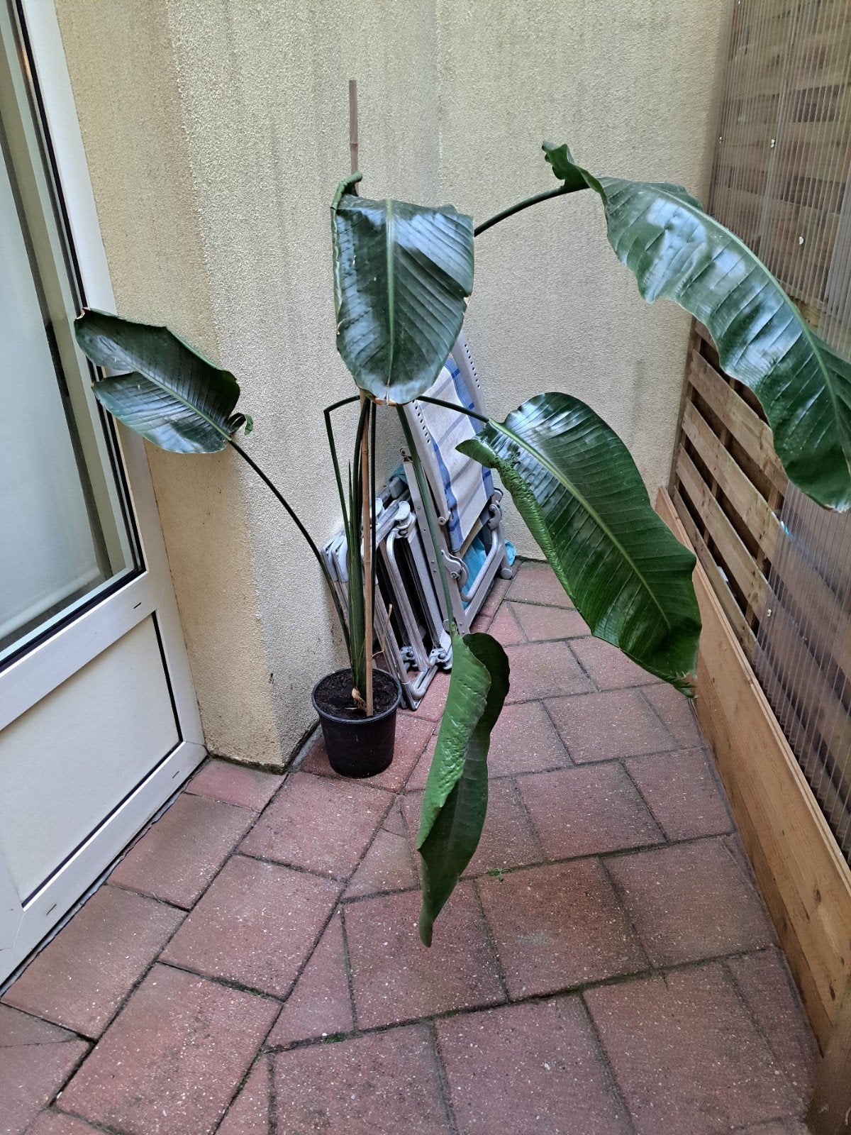 Grote strelitzia heeft aandacht nodig 1 steel geknakt alleen, Huis en Inrichting, Kamerplanten, Ophalen, Volle zon