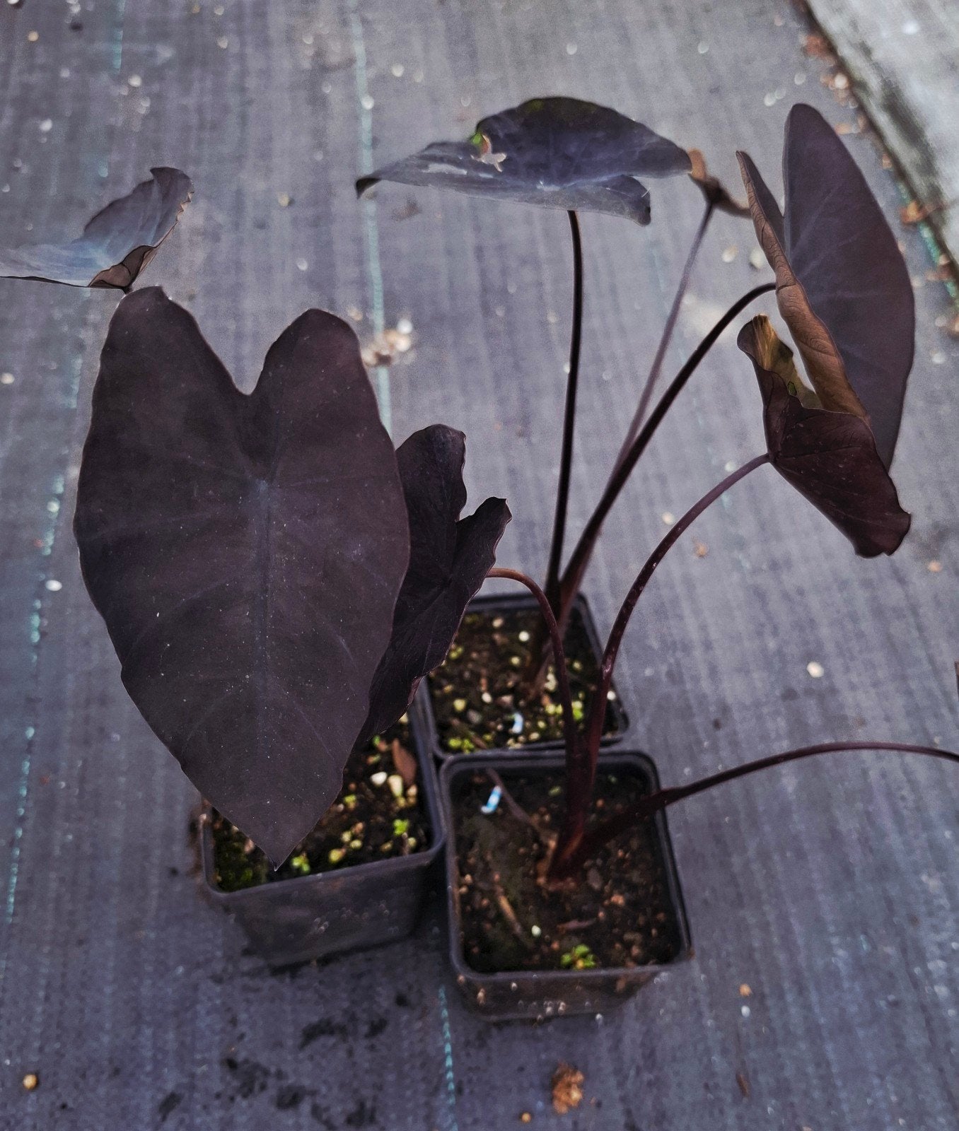 zwarte colocasia, Ophalen of Verzenden, Vaste plant, Overige soorten, Volle zon