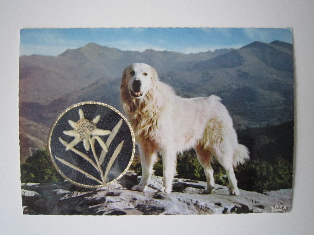 Ansichtkaart Pyrenese Berghond met Edelweiss Ongeparfumeerd, Ophalen of Verzenden, 1960 tot 1980, Ongelopen, Frankrijk