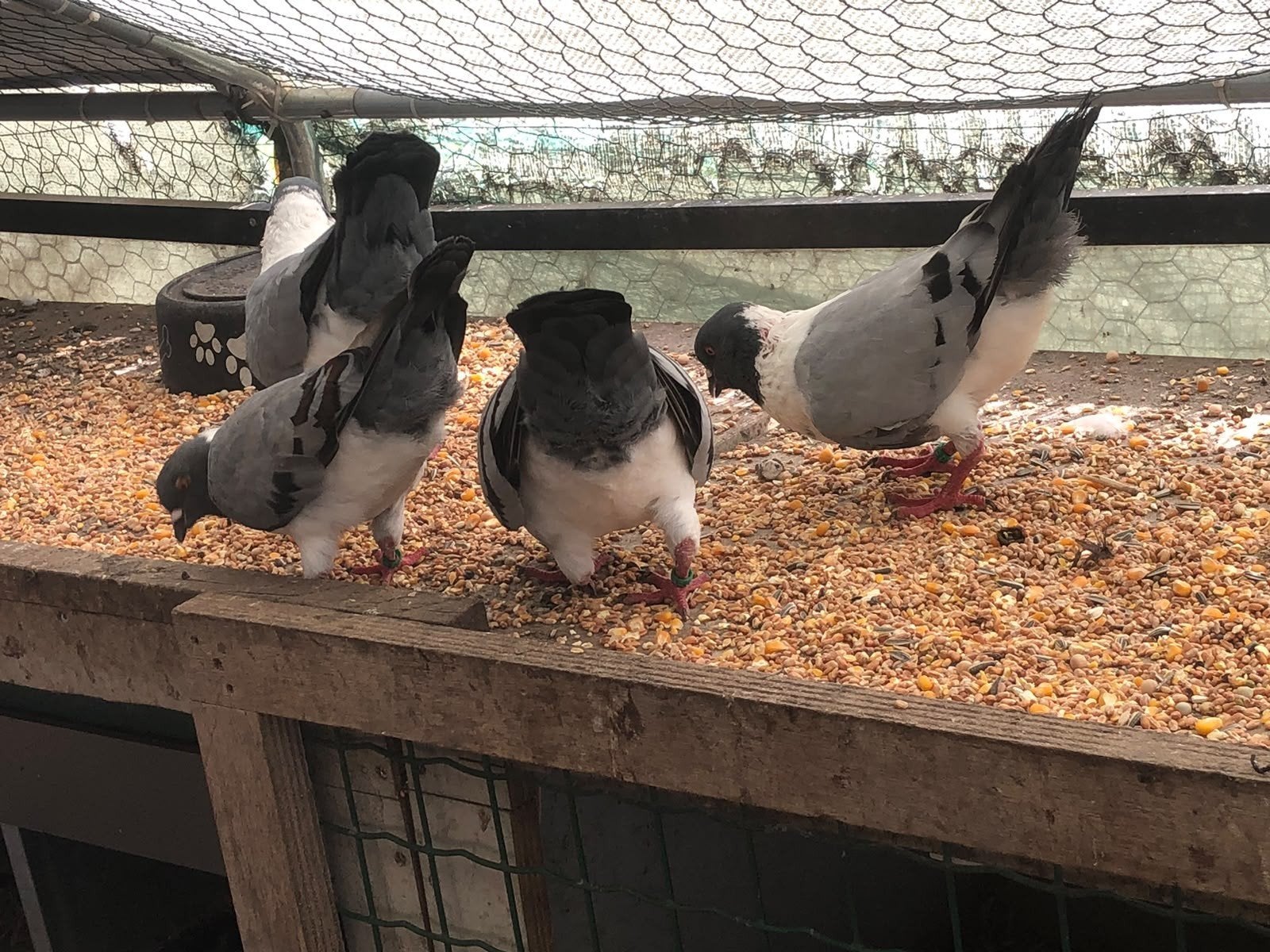 Duitse modena's, Meerdere dieren, Overige soorten