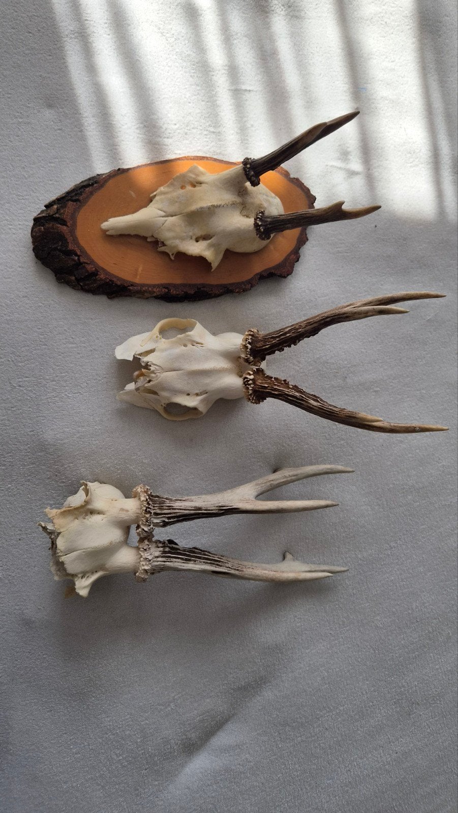 Set van 3 reeënschedels met gewei, Ophalen of Verzenden, Gebruikt