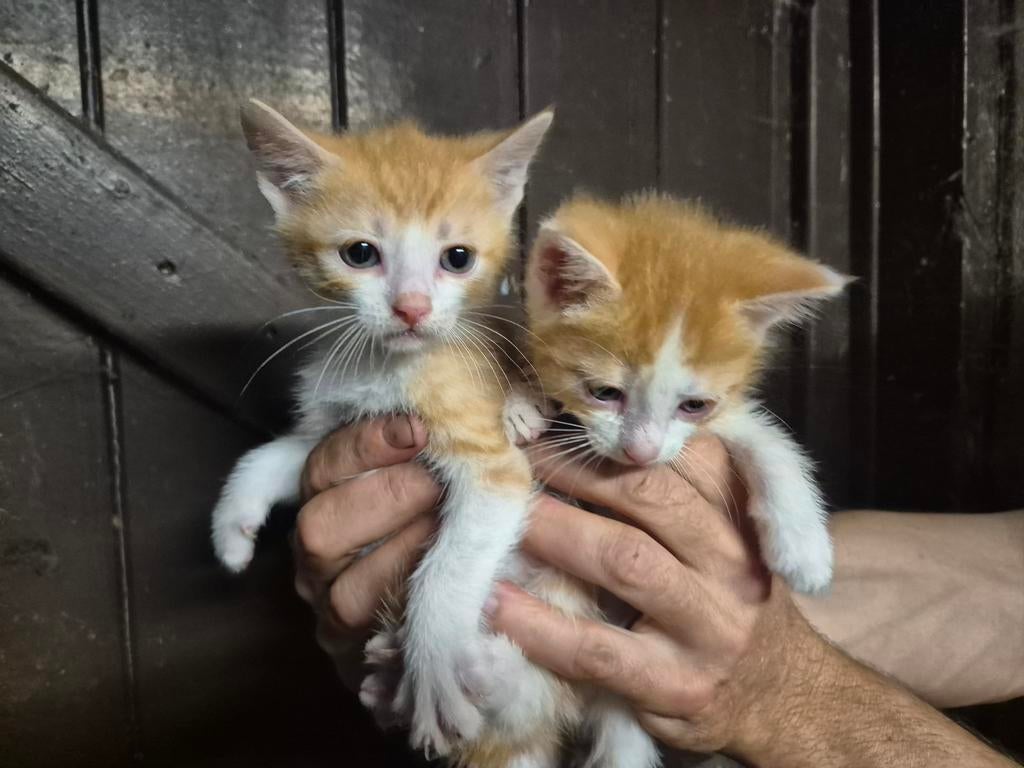 Boerderij kittens katten, Meerdere dieren, 0 tot 2 jaar