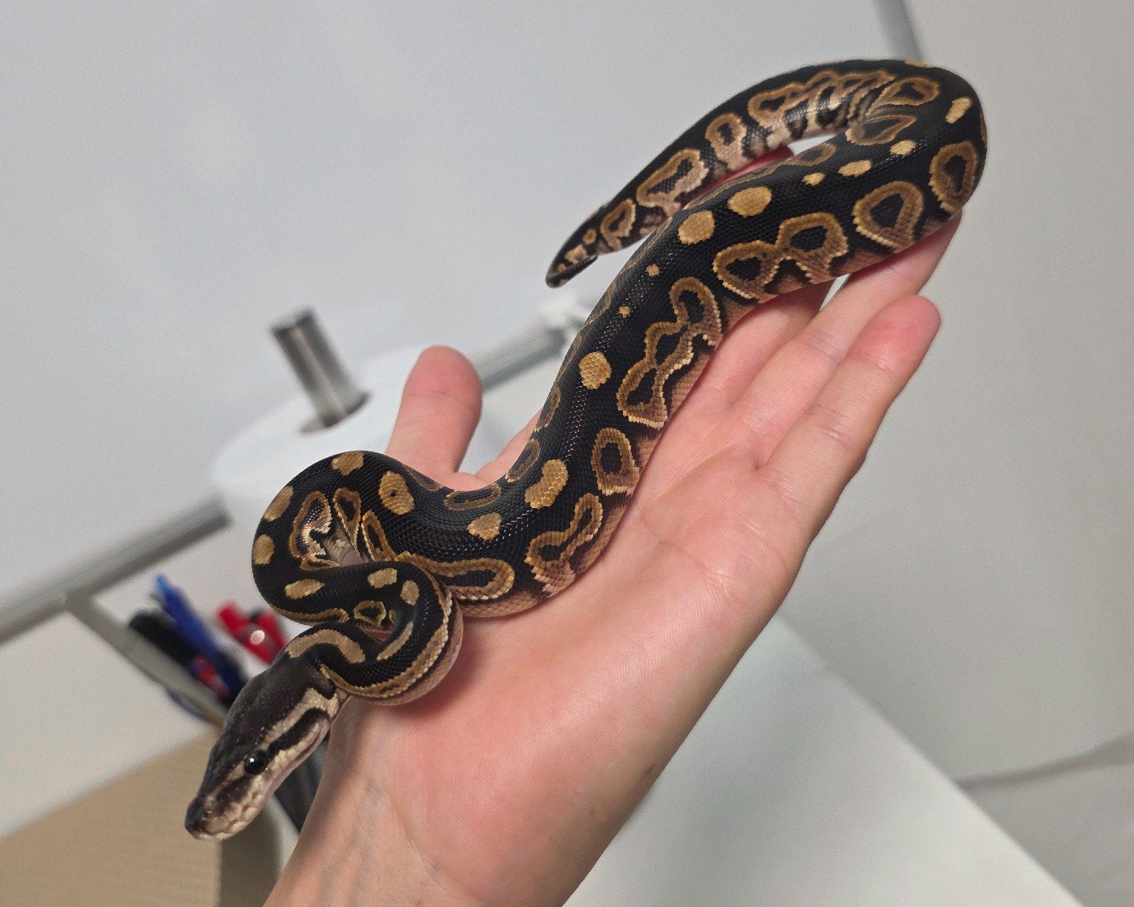 Blackhead 100%Hypo/Ghost️ Python regius/Ballpython