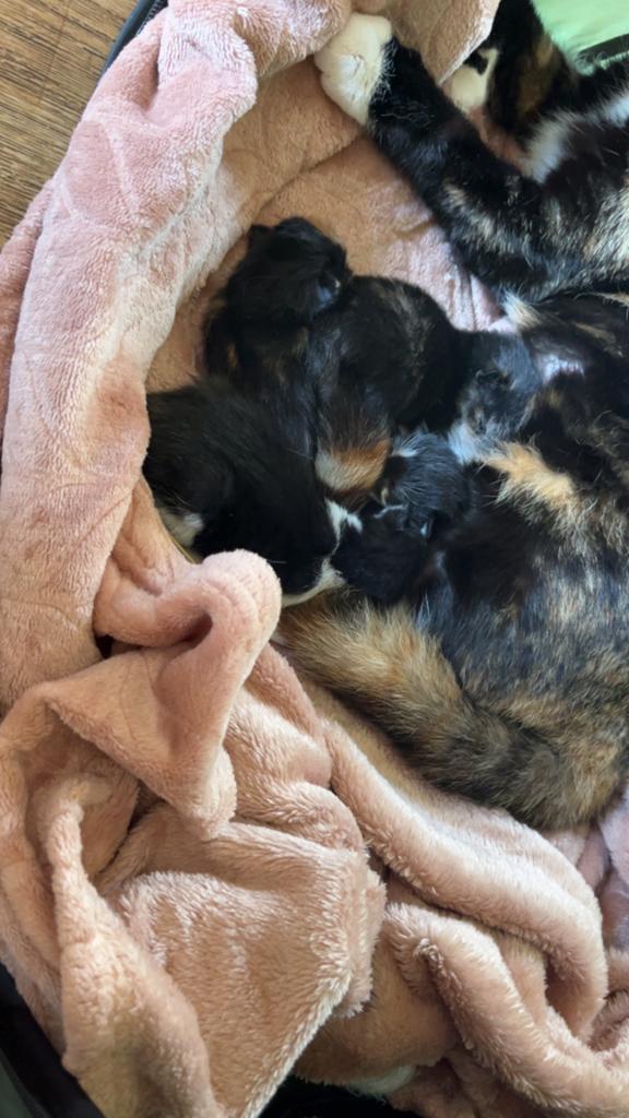 Nestje kittens, Dieren en Toebehoren, Meerdere dieren, Ontwormd, 0 tot 2 jaar