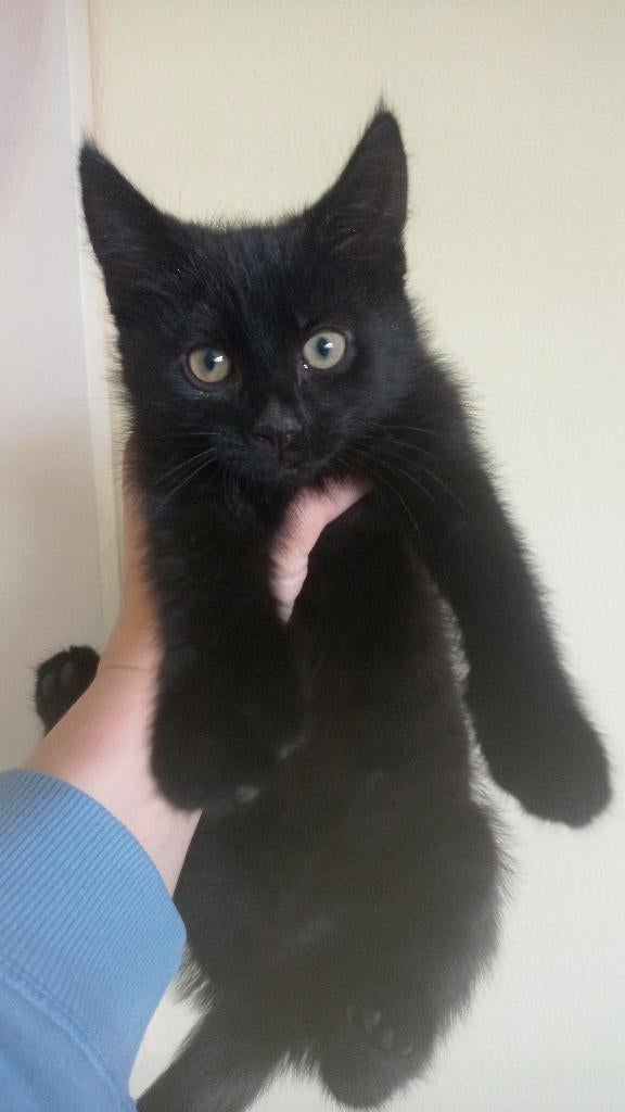 Katje te koop, Dieren en Toebehoren, Katten en Kittens | Overige Katten, Poes, Kortharig, 0 tot 2 jaar