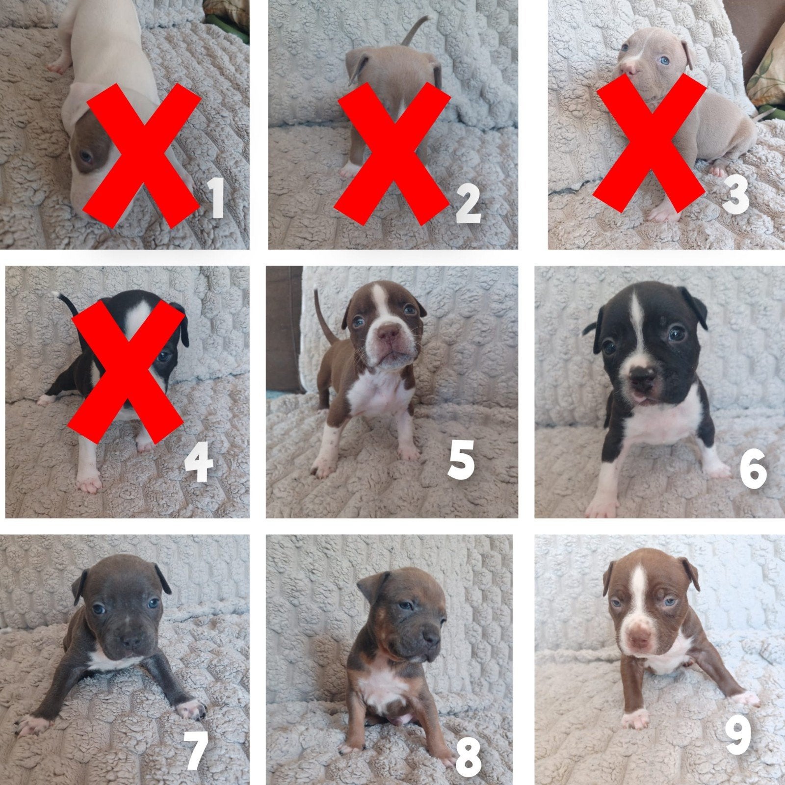 american bully pups   mogen 18 september weg, Dieren en Toebehoren, Honden | Niet-rashonden, 8 tot 15 weken, Parvo, Meerdere, Meerdere dieren